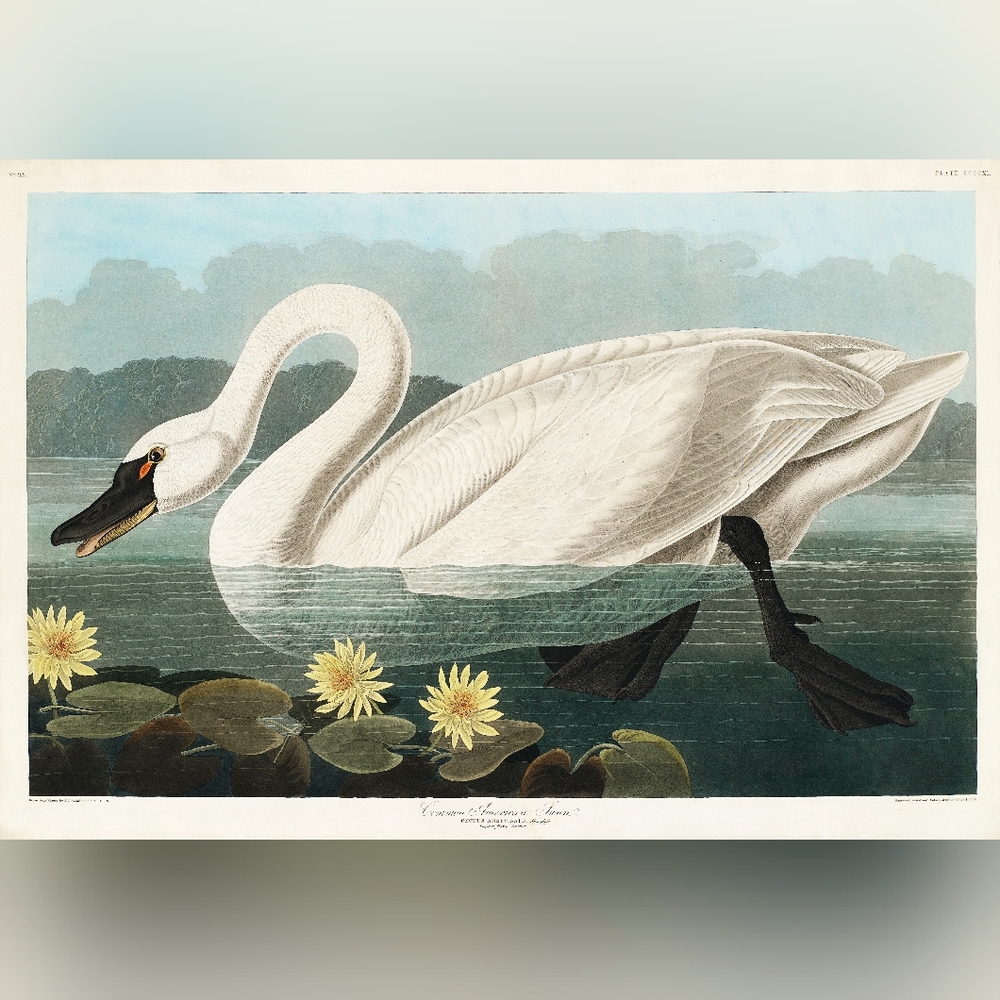 Swan Art Print